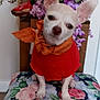 dog, small_dog, white_dog, red_clothing, orange_scarf, floral_pattern, flowers, purple_flowers, pink_flowers, wooden_chair, chair, decor, indoor, pet, cute, sitting, portrait, animal, cozy, colorful
