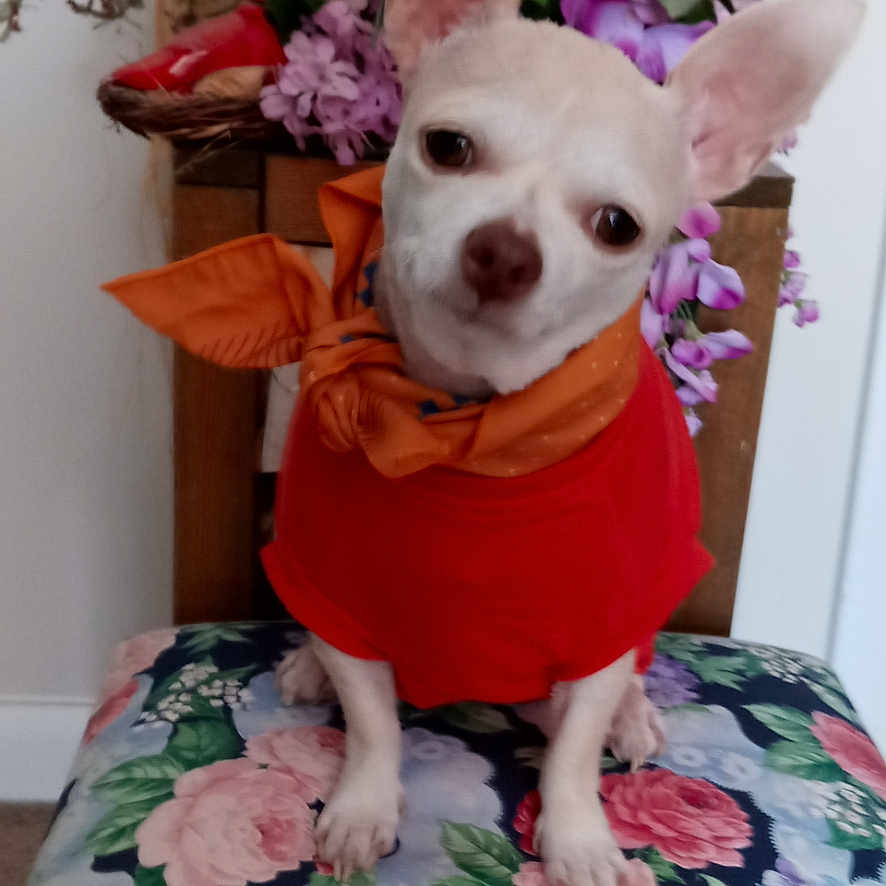 Sassyfrass joined the competition — help win amazing prizes! animal, chair, colorful, cozy, cute, decor, dog, floral_pattern, flowers, indoor, orange_scarf, pet, pink_flowers, portrait, purple_flowers, red_clothing, sitting, small_dog, white_dog, wooden_chair