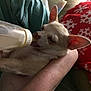 arm, blanket, bottle, chihuahua, closeup, comfort, cozy, cute, dog, domestic, feeding, human_arm, indoor, milk, pet, red_blanket, resting, small_dog, snowflake_pattern, white_dog