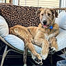Tramp joined the competition — help win amazing prizes! dog, cushion, chair, leopard_print, pet, indoor, furniture, tongue_out, relaxed, cozy, scruffy, brown_fur, white_fur, paw, pet_collar, window, blanket, resting, canine, domestic_animal