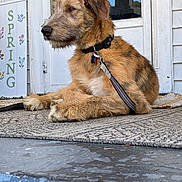 Tramp is registered to the contest to win money with this photo: dog, scruffy_dog, leash, collar, porch, door, welcome_sign, spring_sign, flowers, mat, outdoor, pet, animal, fur, resting, side_view, calm, daylight, reflection, concrete