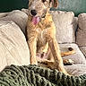 Tramp joined the competition — help win amazing prizes! dog, puppy, tongue_out, couch, blanket, indoor, pet, fur, snout, ears, tail, relaxed, seated, home, green_wall, texture, cozy, living_room, canine, cute