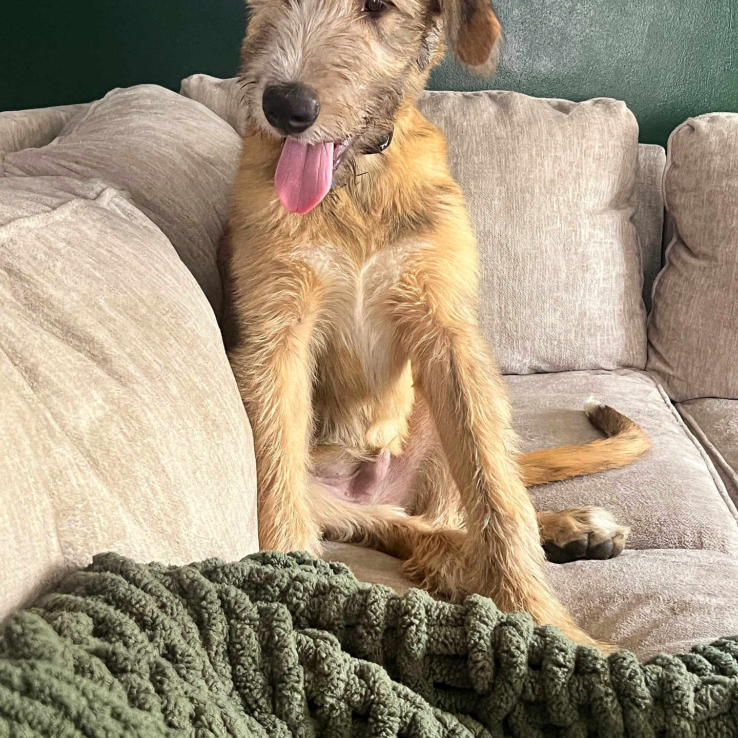 Tramp