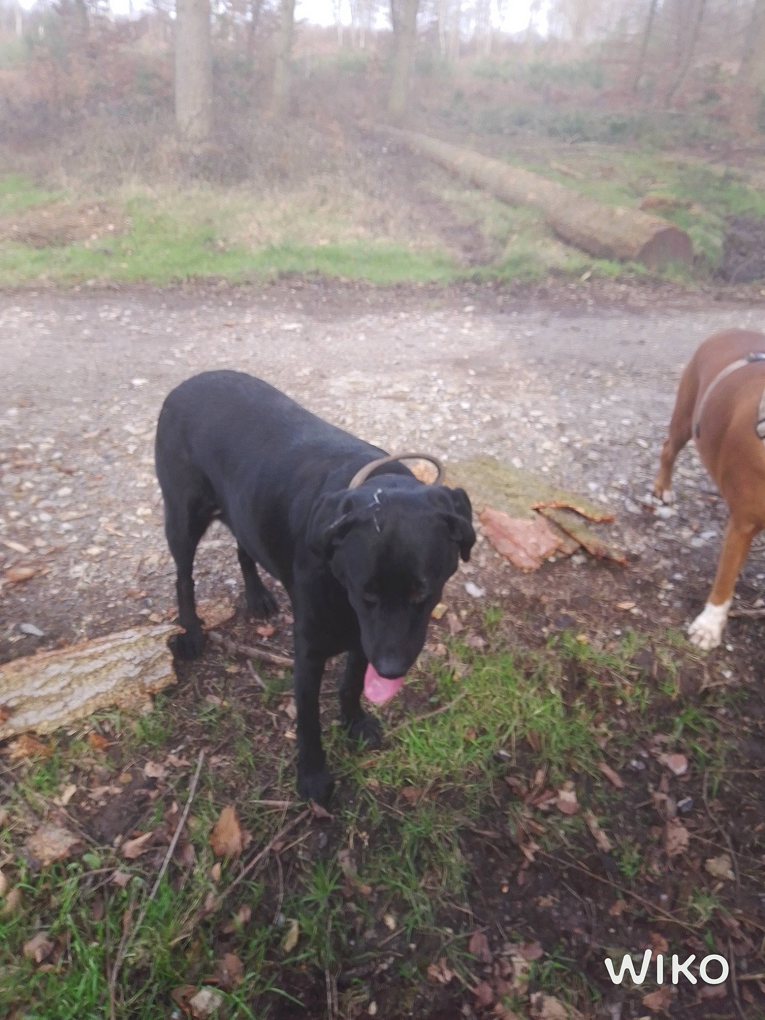 Gandja participe au concours pour gagner de l'argent avec cette photo : adventure, canidae, carnivore, collar, companion_dog, dog, dog_breed, dog_collar, fawn, grass, guard_dog, mammal, plant, snout, sporting_group, tail, terrestrial_animal, tree, vertebrate, working_animal