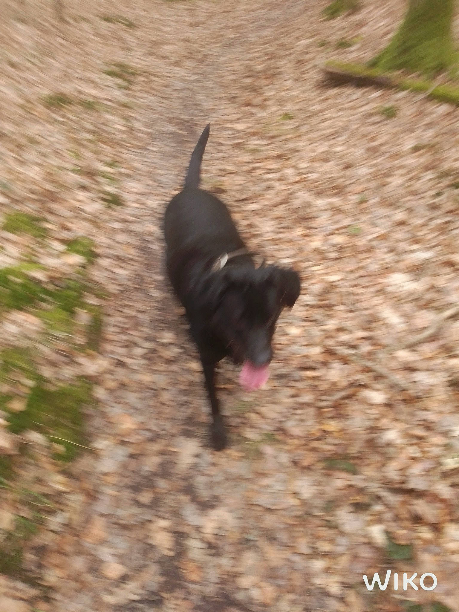 Gandja a rejoint le concours — aidez-le/la à gagner de superbes lots ! carnivore, companion_dog, dog, dog_breed, dog_supply, grass, non_sporting_group, shadow, soil, sporting_group, tail, terrestrial_animal, terrier, tints_and_shades, working_animal, working_dog