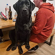 Azia a rejoint le concours — aidez-le/la à gagner de superbes lots ! black_dog, labrador, dog, person, bench, wooden_table, bottle, snacks, clock, indoor, floor, sneakers, hoodie, seated, pet, animal, side_view, casual, relaxed, companion