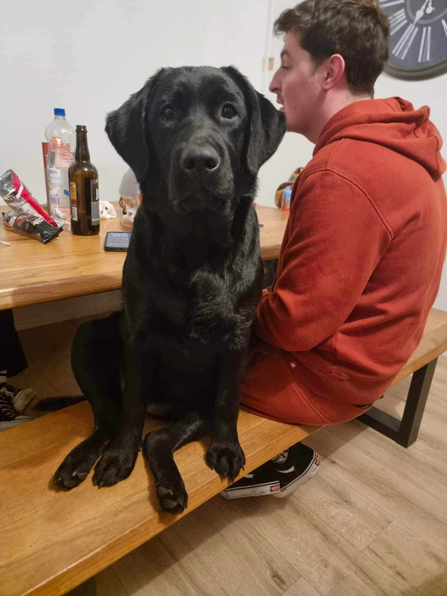Azia a rejoint le concours — aidez-le/la à gagner de superbes lots ! black_dog, labrador, dog, person, bench, wooden_table, bottle, snacks, clock, indoor, floor, sneakers, hoodie, seated, pet, animal, side_view, casual, relaxed, companion