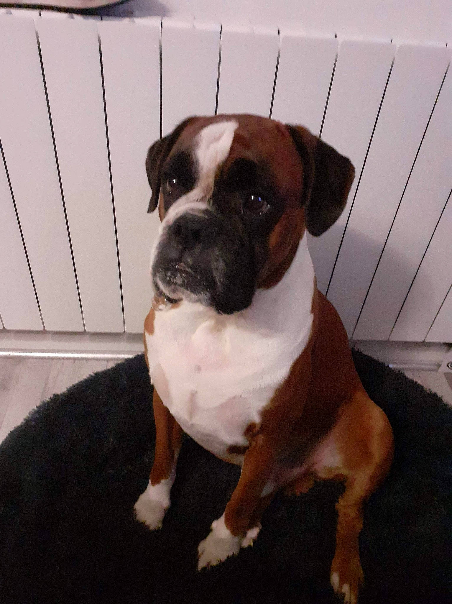 Lawson'S participe au concours pour gagner de l'argent avec cette photo : ancient_dog_breeds, boxer, canidae, carnivore, collar, companion_dog, dog, dog_breed, dog_collar, fawn, liver, molosser, plant, snout, sporting_group, tail, whiskers, window, working_animal, working_dog