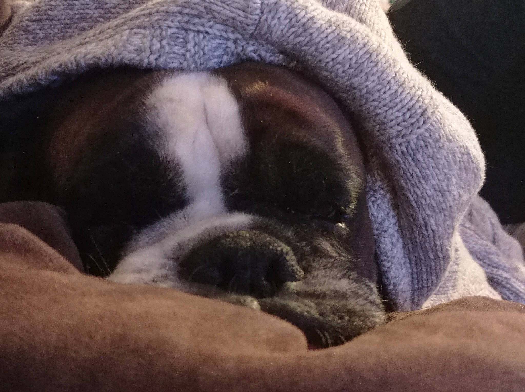 Lawson'S participe au concours pour gagner de l'argent avec cette photo : bored, carnivore, cloud, comfort, companion_dog, dog, dog_breed, fawn, fur, grey, mammal, molosser, pug, puppy_love, snout, terrestrial_animal, vertebrate, whiskers, working_animal, wrinkle