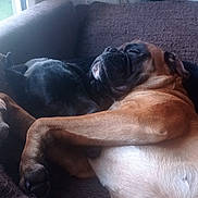 Aston a rejoint le concours — aidez-le/la à gagner de superbes lots ! dog, sleeping, couch, brown_dog, black_dog, pets, cozy, indoor, nap, animal, friendship, relaxation, fur, paws, companion, rest, cute, snuggle, home, domestic