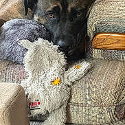 Barney joined the competition — help win amazing prizes! dog, plush_toy, couch, fabric, pet, indoor, brown, cozy, relaxed, animal, stuffed_animal, furniture, closeup, home, comfort, resting, ears, face, toy, domestic