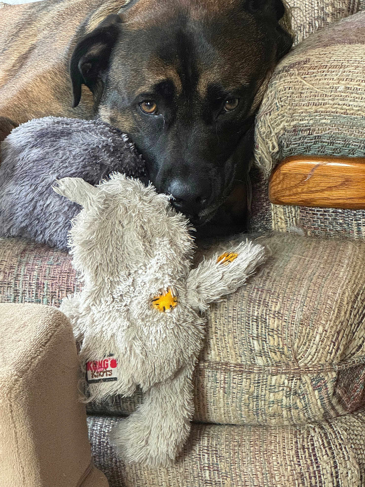 Barney joined the competition — help win amazing prizes! dog, plush_toy, couch, fabric, pet, indoor, brown, cozy, relaxed, animal, stuffed_animal, furniture, closeup, home, comfort, resting, ears, face, toy, domestic