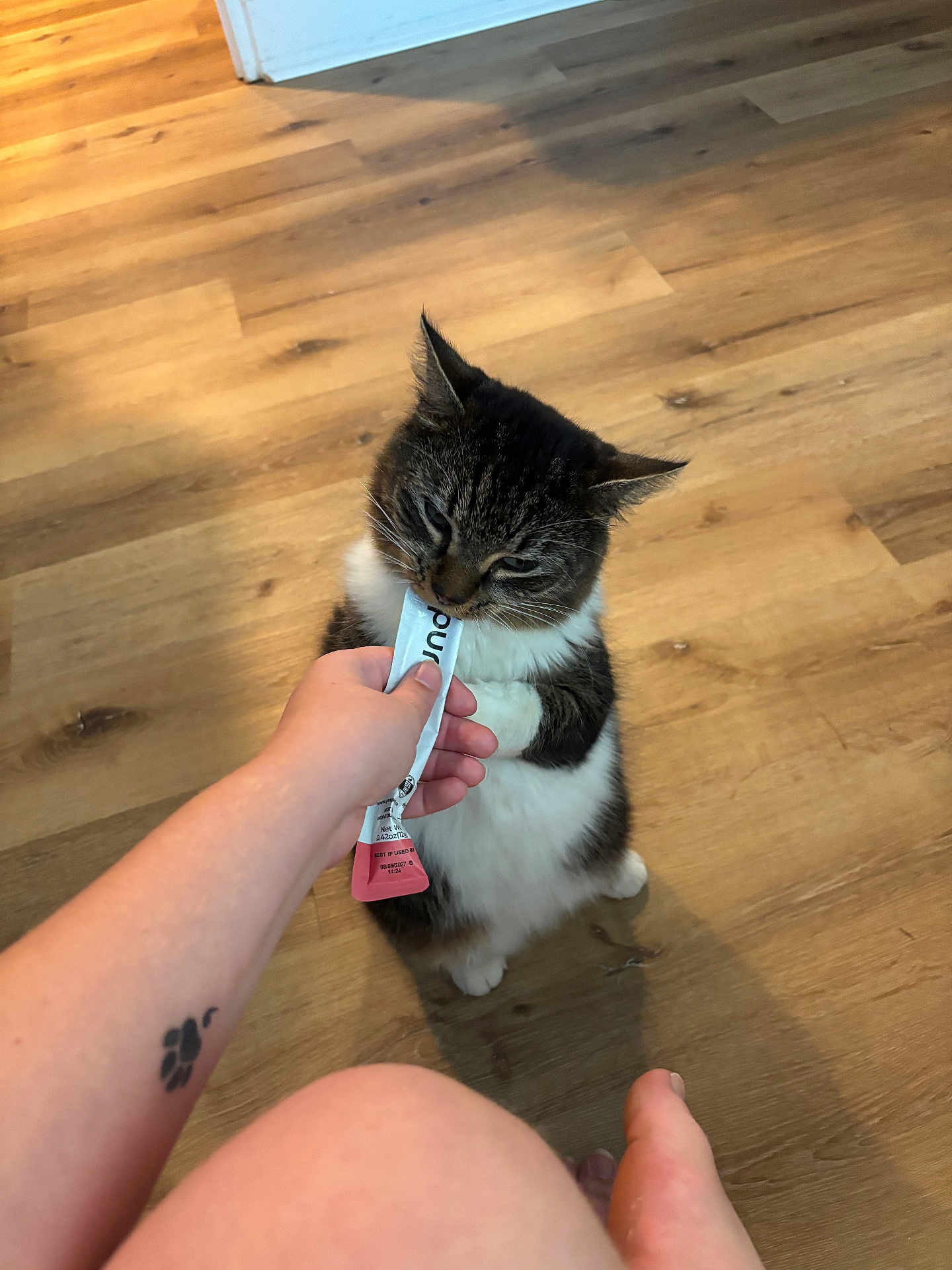 Tiger joined the competition — help win amazing prizes! cat, closeup, cute, domestic_animal, feline, floor, hand, human_arm, indoor, interaction, nibbling, paw_print_tattoo, person, pet, standing, tabby_cat, tattoo, treat, white_cat, wooden_floor