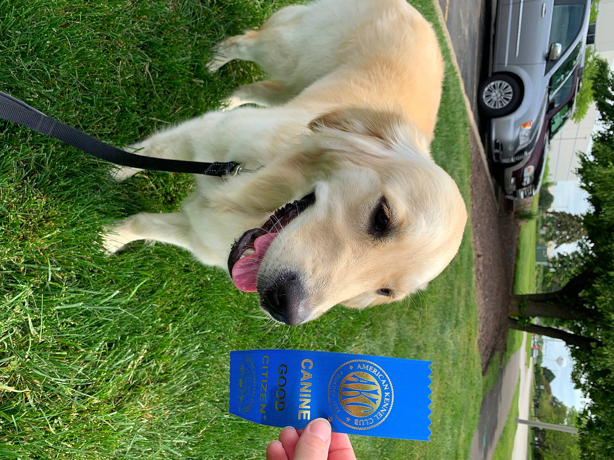 Lola joined the competition — help win amazing prizes! carnivore, collar, companion_dog, dog, dog_breed, dog_collar, fang, fawn, grass, paw, photo_caption, retriever, sky, snout, tail, tree, whiskers, wing, working_animal, working_dog