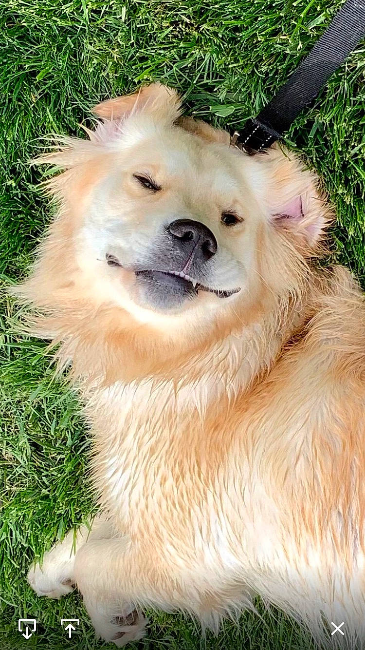 Lola is registered to the contest to win money with this photo: ancient_dog_breeds, canidae, carnivore, collar, companion_dog, dog, dog_breed, dog_collar, fawn, fur, grass, non_sporting_group, plant, snout, sporting_group, terrestrial_animal, whiskers, wildlife, working_animal