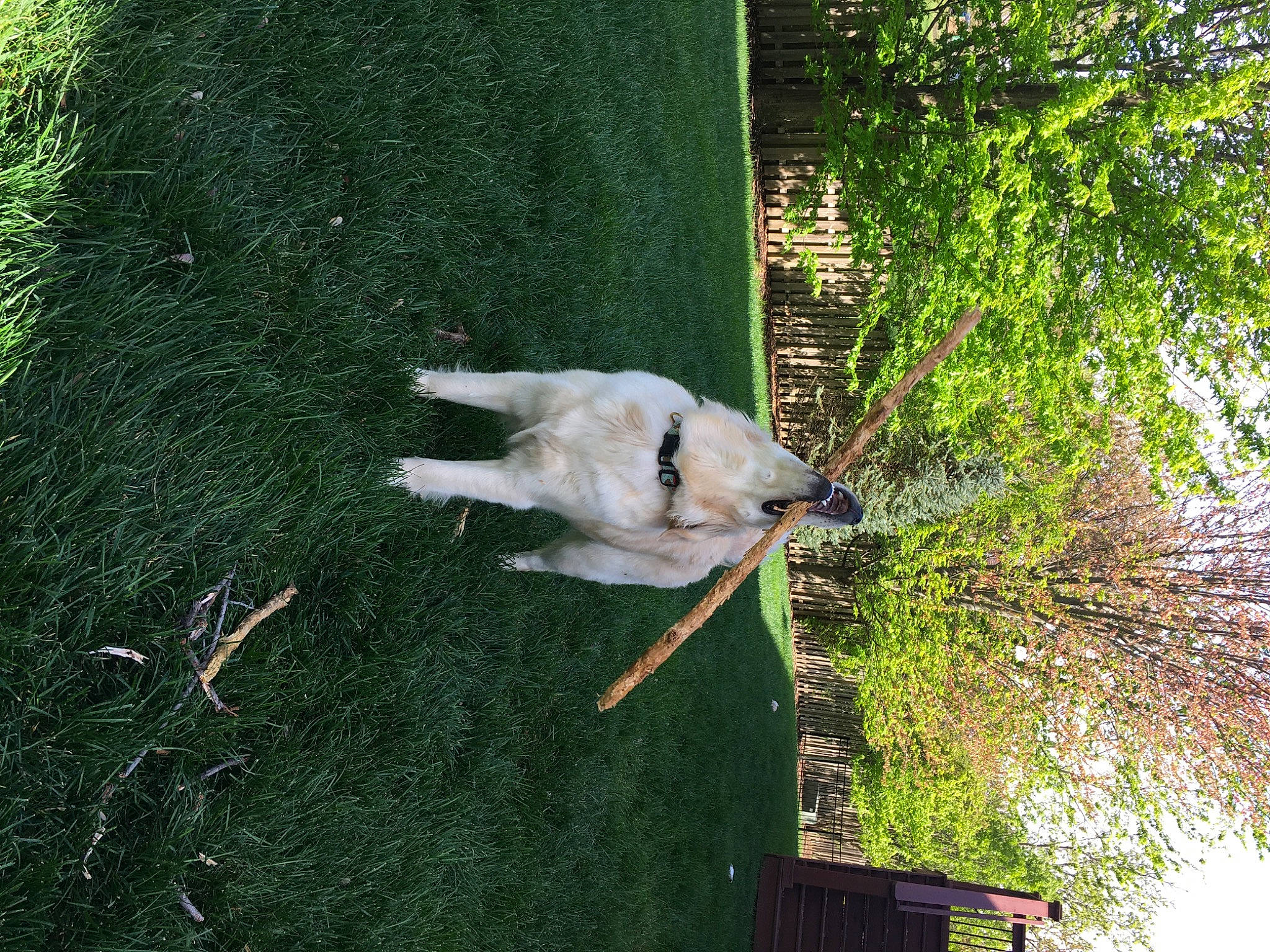 Lola is registered to the contest to win money with this photo: beak, bird, botany, canidae, carnivore, dog, dog_breed, feather, grass, grass_family, plant, shrub, sporting_group, tail, tree, trunk, vegetation, water, wing, wood