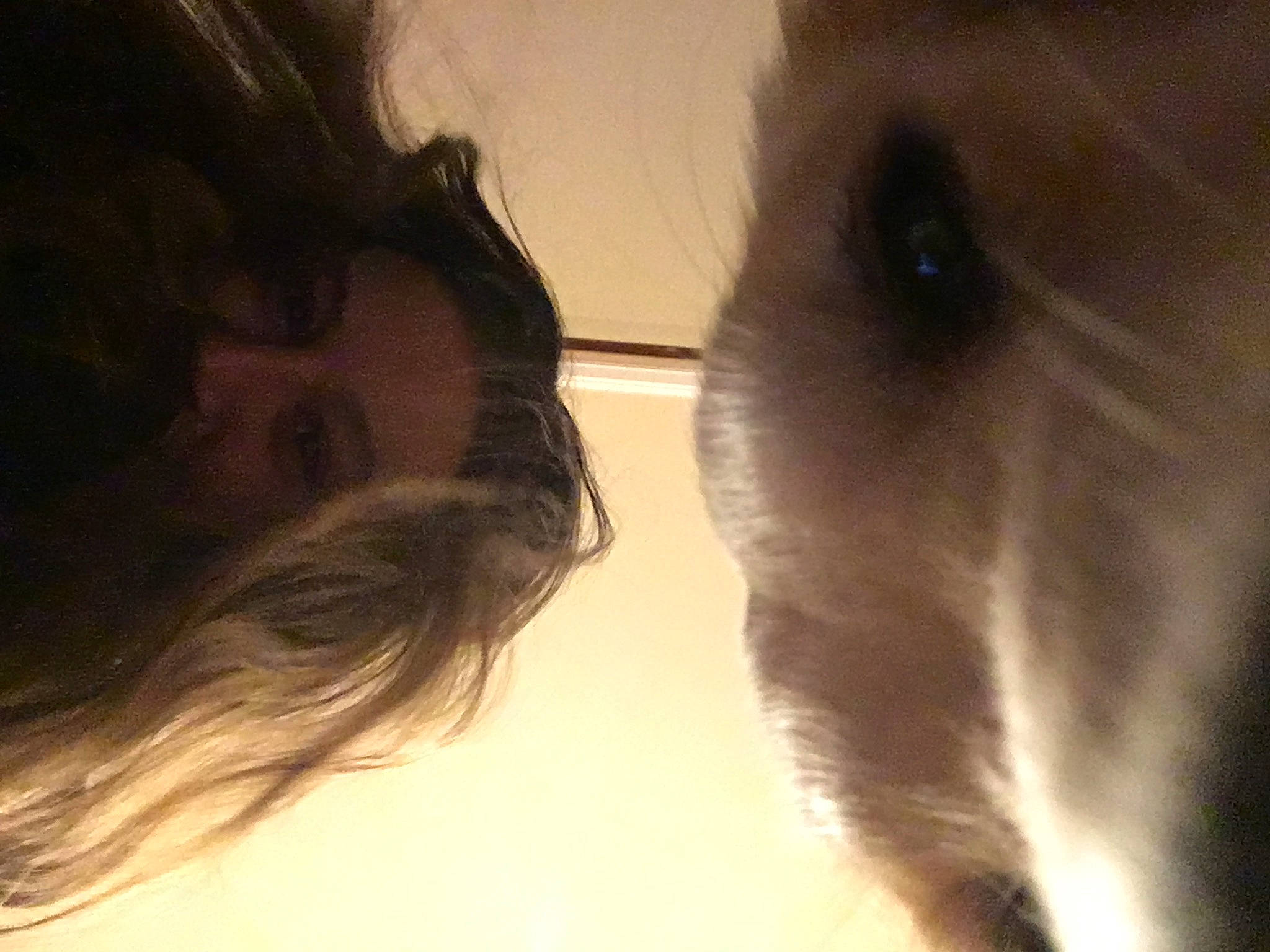 Lola is registered to the contest to win money with this photo: black_hair, carnivore, companion_dog, dog_breed, ear, eye, eyebrow, eyelash, fawn, gesture, hair, happy, head, iris, jaw, neck, nose, skin, tints_and_shades, whiskers