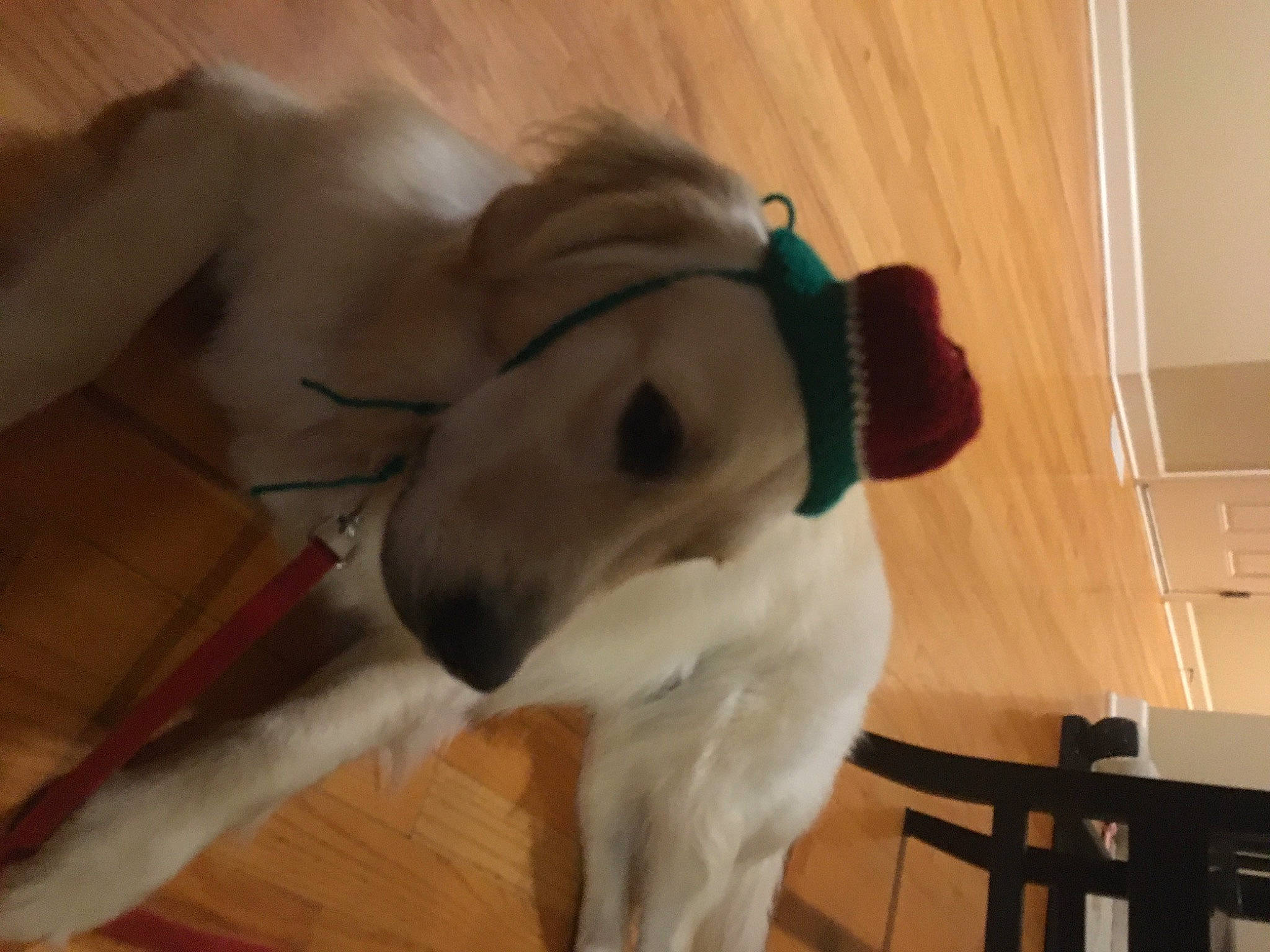 Lola is registered to the contest to win money with this photo: canidae, carnivore, chair, collar, comfort, companion_dog, dog, dog_breed, dog_supply, ear, fawn, flooring, fur, hardwood, snout, sporting_group, tail, whiskers, wood, working_animal