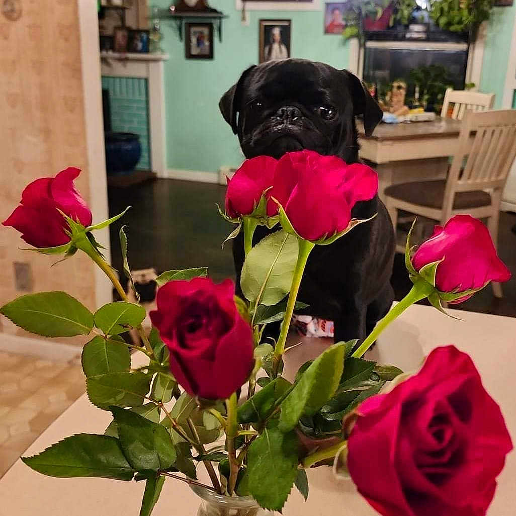 Pudgey June
