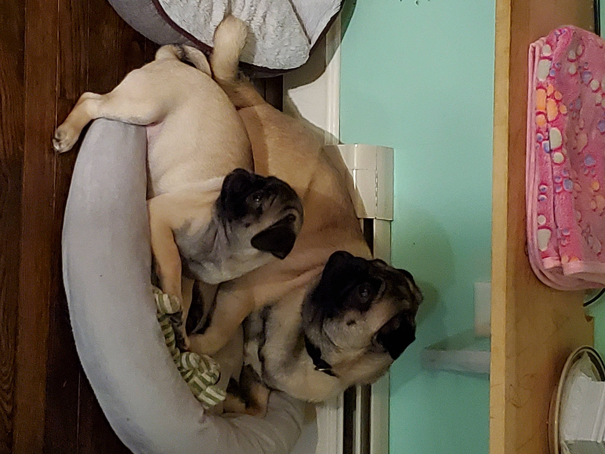 Augustus Aralieus Perkins joined the competition — help win amazing prizes! art, chest, comfort, fawn, flesh, fur, illustration, jaw, mythology, paper, room, sculpture, still_life, tourist_attraction, visual_arts