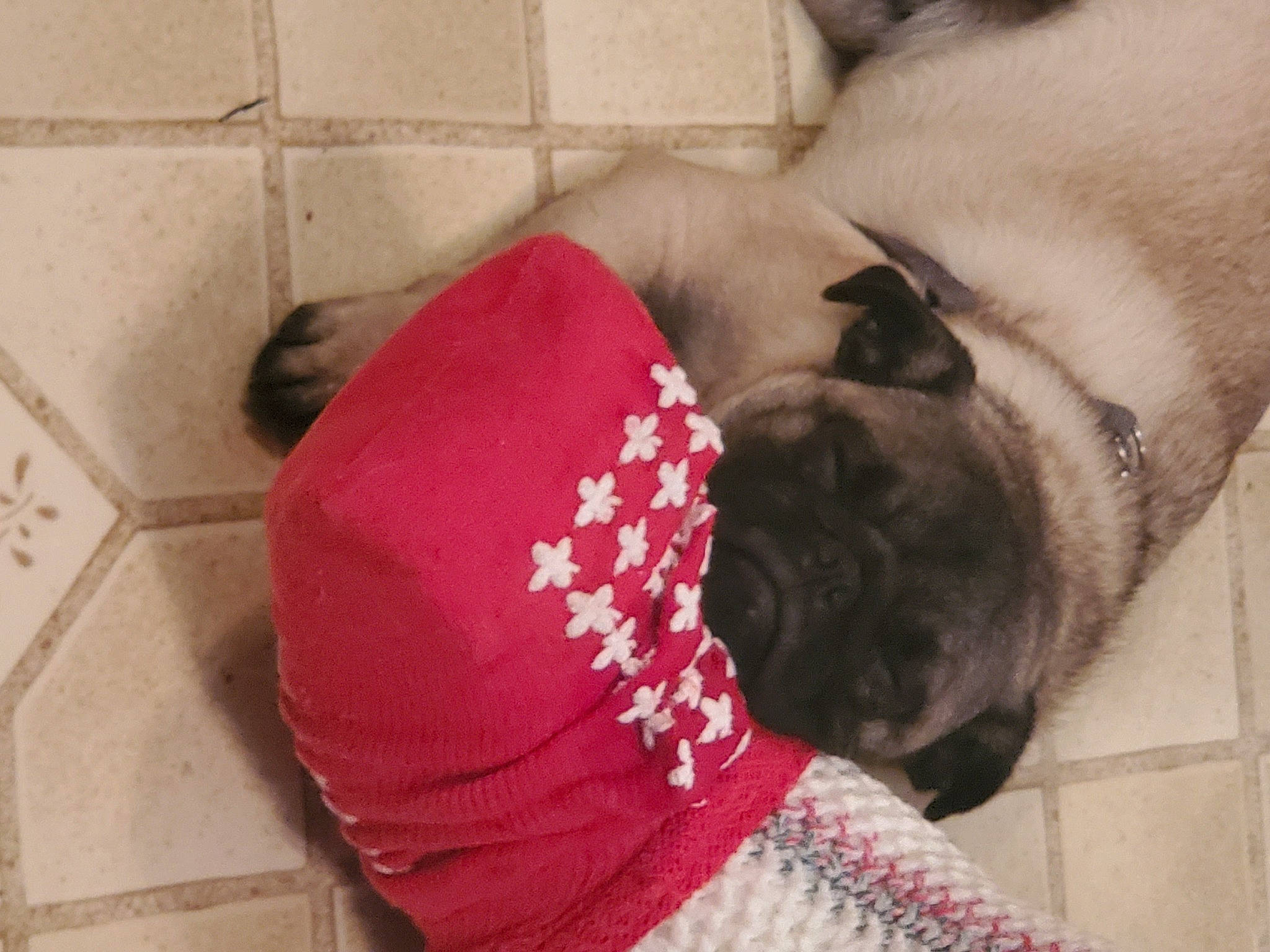 Augustus Aralieus Perkins joined the competition — help win amazing prizes! canidae, cap, carnivore, comfort, companion_dog, costume_hat, dog, dog_breed, fashion_accessory, fawn, flooring, fur, hat, human_leg, mammal, pug, snout, sporting_group, sun_hat, toy_dog