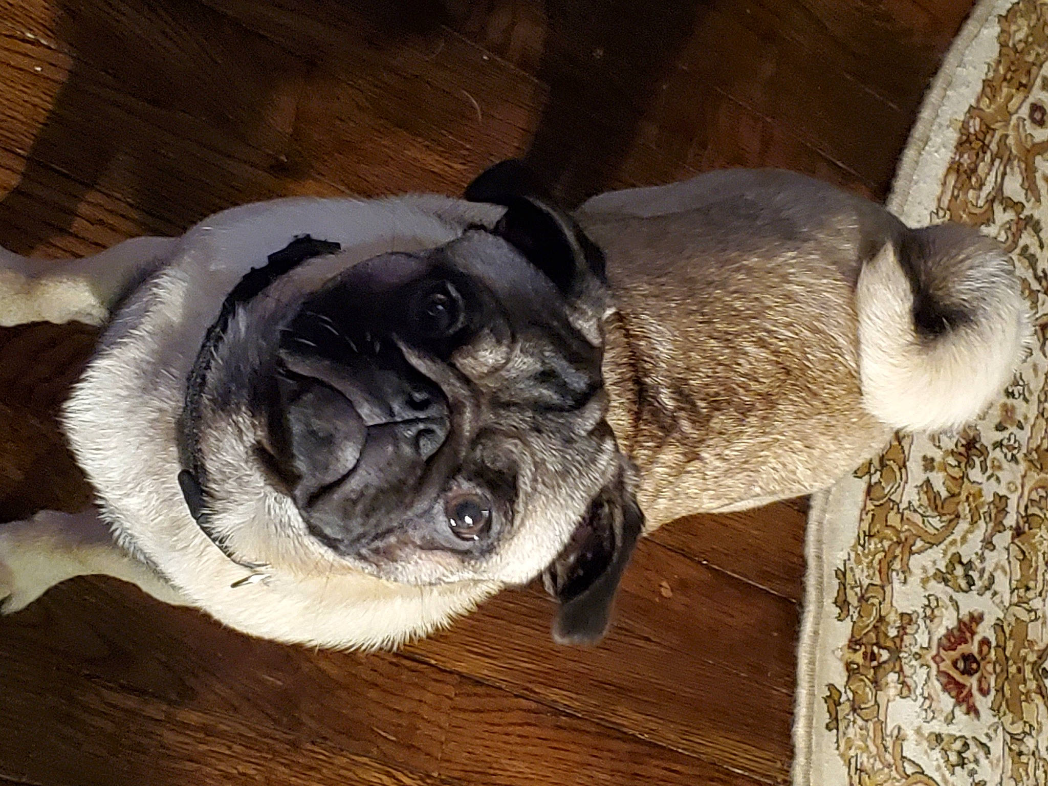 Augustus Aralieus Perkins joined the competition — help win amazing prizes! canidae, carnivore, companion_dog, dog, dog_breed, dog_collar, ear, eye, fawn, head, pug, snout, sporting_group, terrestrial_animal, toy_dog, whiskers, window, wood, working_animal, wrinkle
