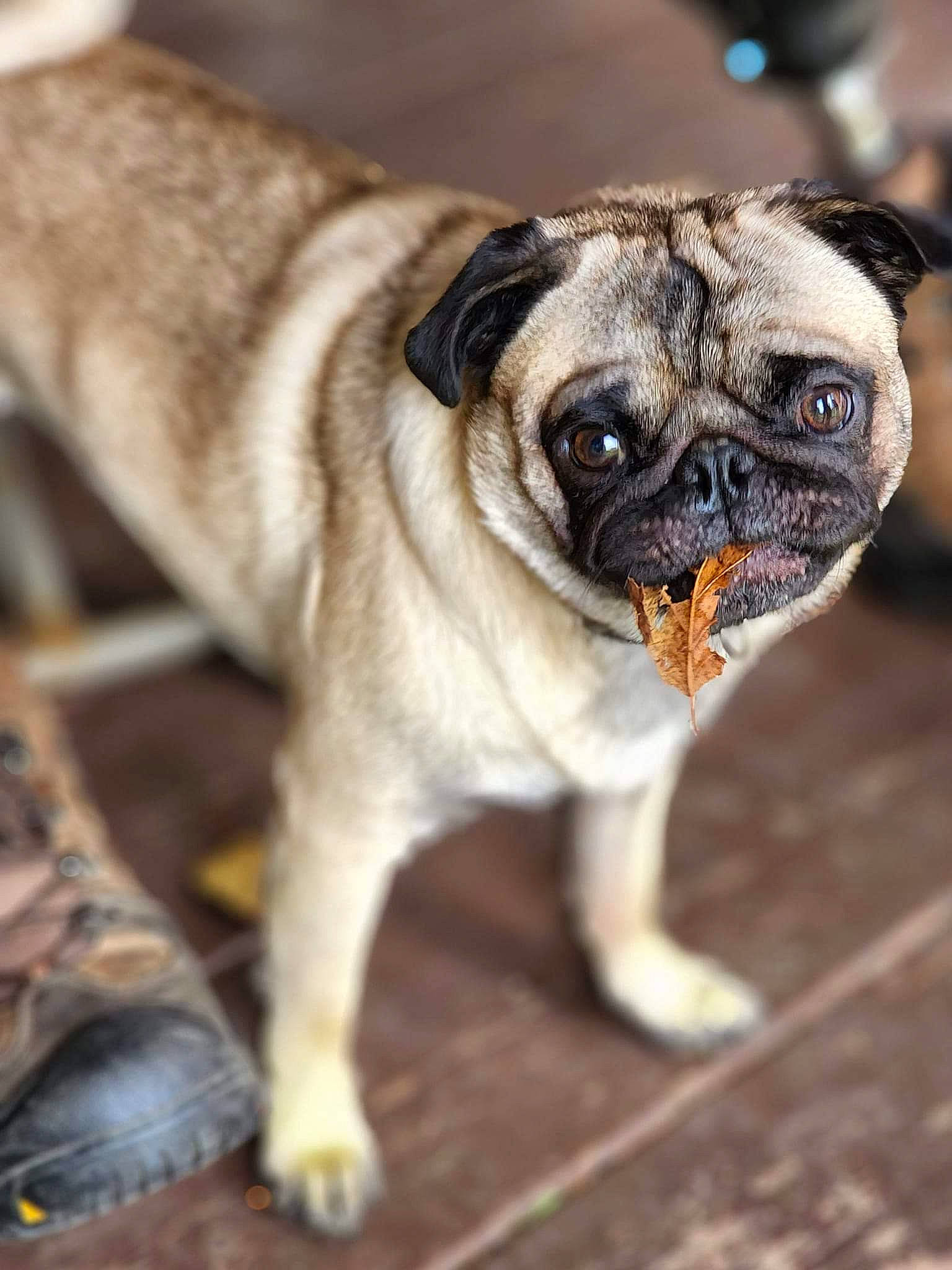 Augustus Aralieus Perkins is registered to the contest to win money with this photo: canidae, carnivore, collar, companion_dog, dog, dog_breed, dog_collar, fawn, fur, non_sporting_group, pug, snout, sporting_group, terrestrial_animal, toy_dog, whiskers, wildlife, wood, working_animal, wrinkle