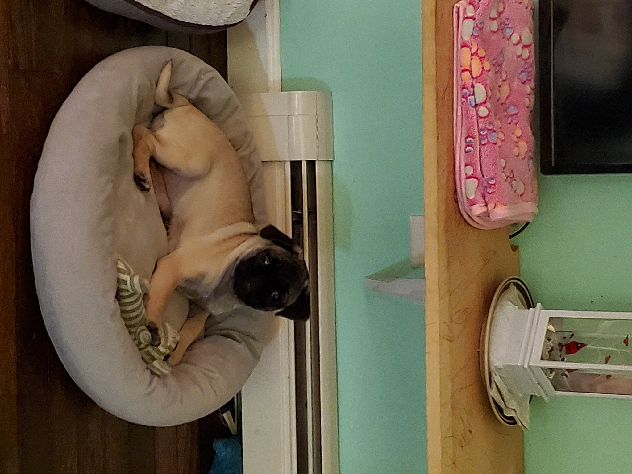 Daisy Kay Perkins joined the competition — help win amazing prizes! art, canidae, carnivore, comfort, companion_dog, dog, dog_breed, door, door_handle, elbow, fawn, magenta, pug, room, sporting_group, thigh, visual_arts, window, wood, working_animal