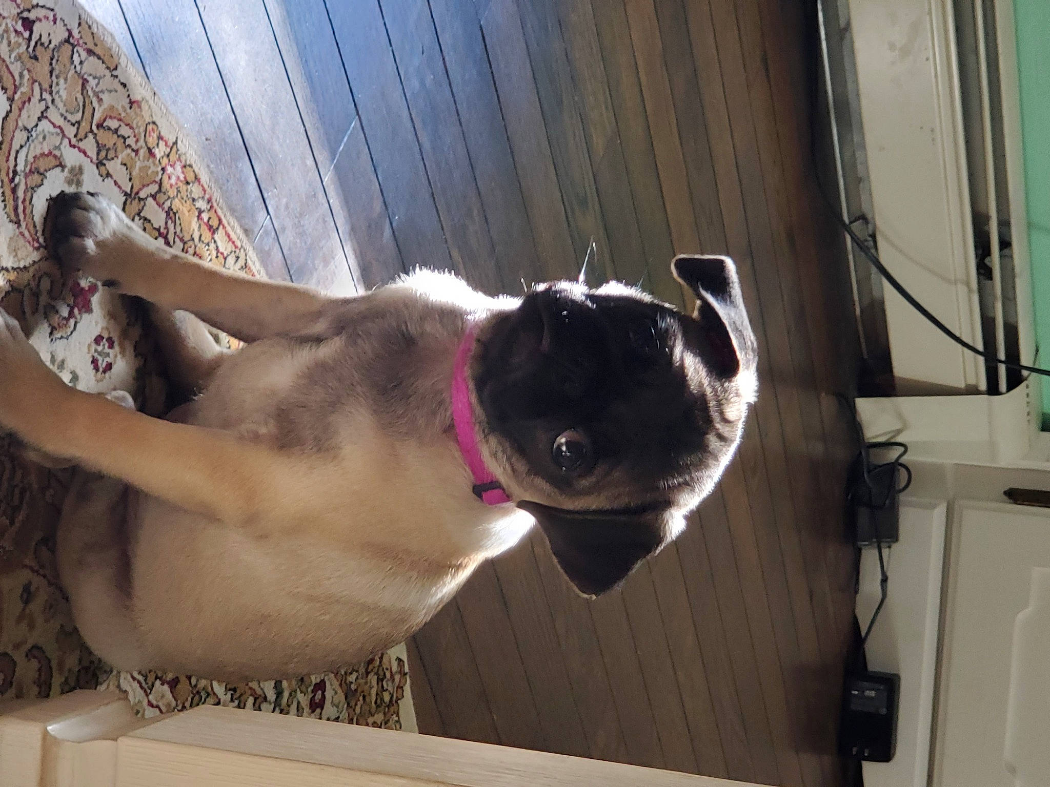 Daisy Kay Perkins is registered to the contest to win money with this photo: canidae, carnivore, collar, companion_dog, dog, dog_breed, dog_collar, eyewear, fawn, foot, human_leg, jaw, mammal, pet_supply, snout, sporting_group, tail, window, wood, working_animal