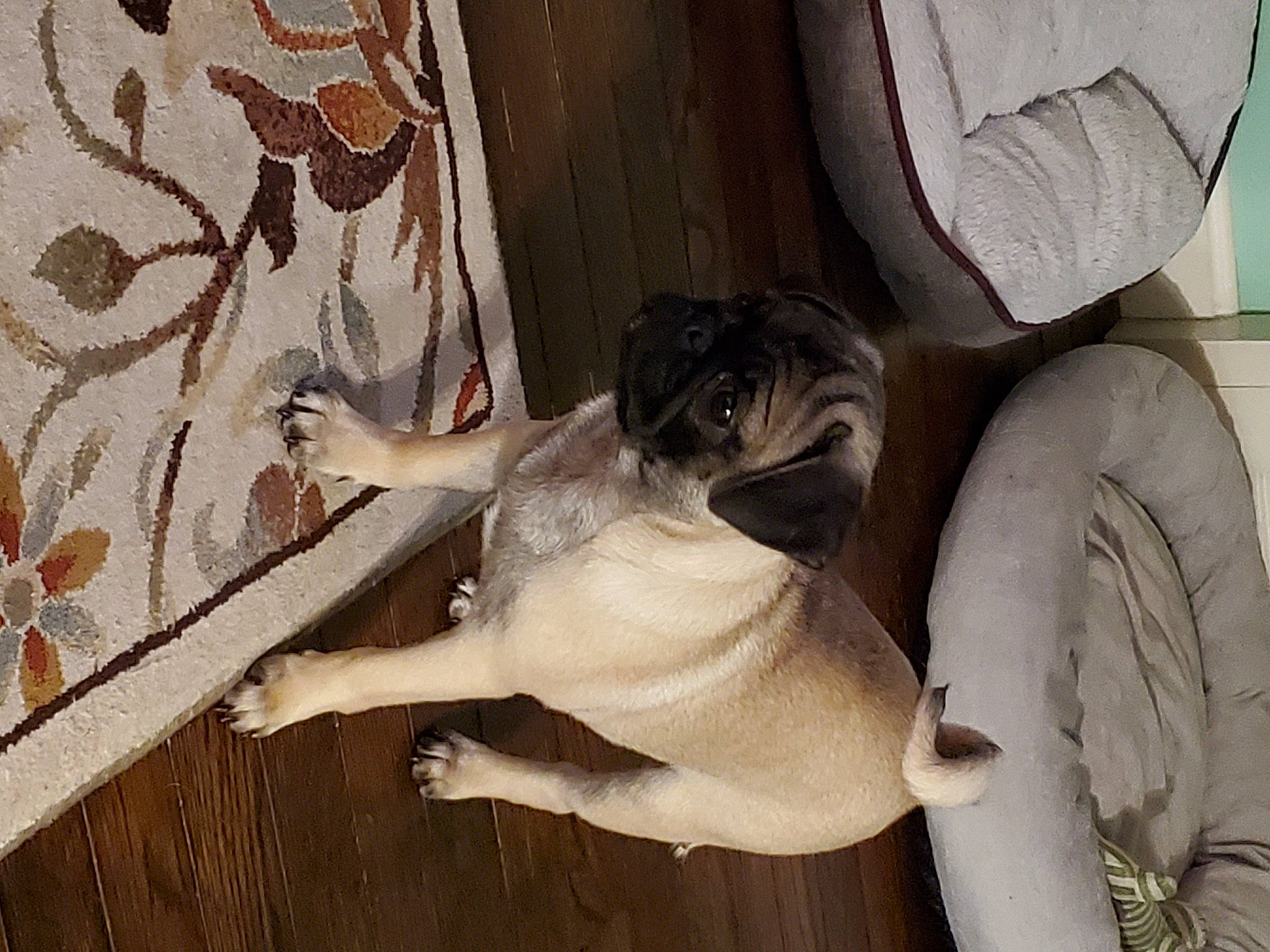 Daisy Kay Perkins is registered to the contest to win money with this photo: canidae, ceiling, comfort, companion_dog, fawn, felidae, flooring, fur, hardwood, house, human_leg, sculpture, small_to_medium_sized_cats, sporting_group, tail, terrestrial_animal, toy, tree, window, wood