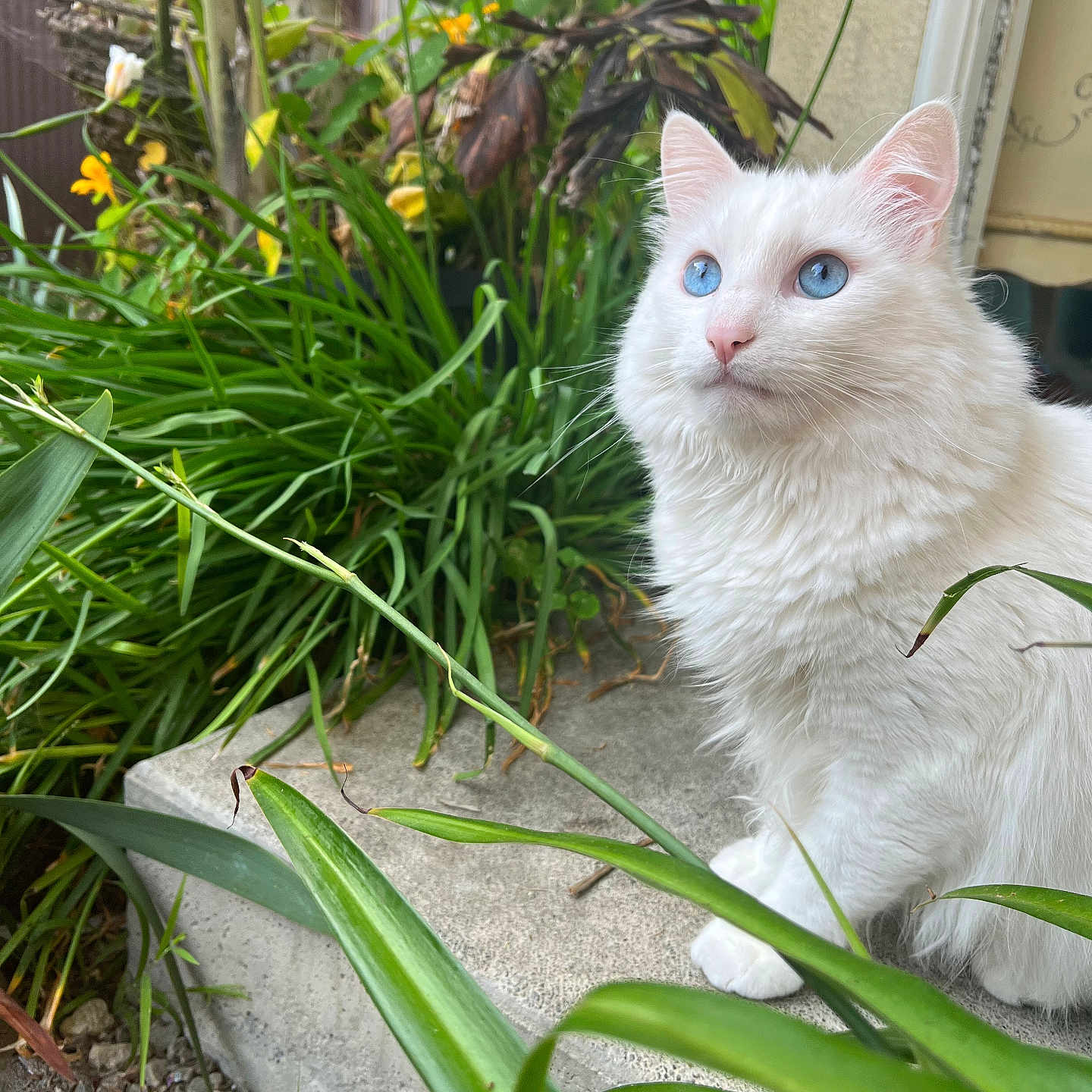 Hoku