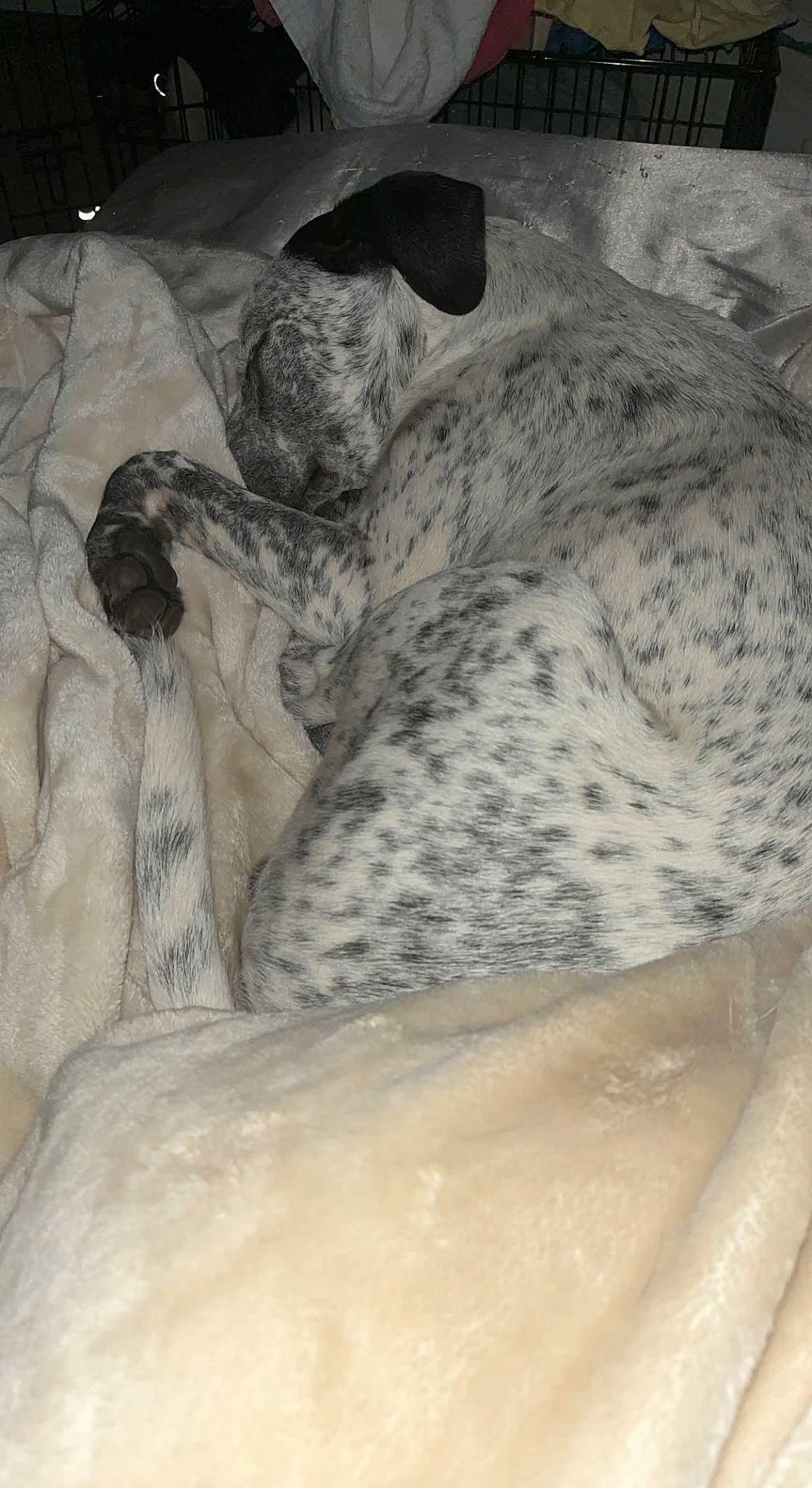 Baylor joined the competition — help win amazing prizes! big_cats, canidae, carnivore, comfort, companion_dog, dog, dog_breed, fawn, felidae, fur, grey, linens, mammal, paw, small_to_medium_sized_cats, snout, sporting_group, terrestrial_animal, whiskers, wildlife