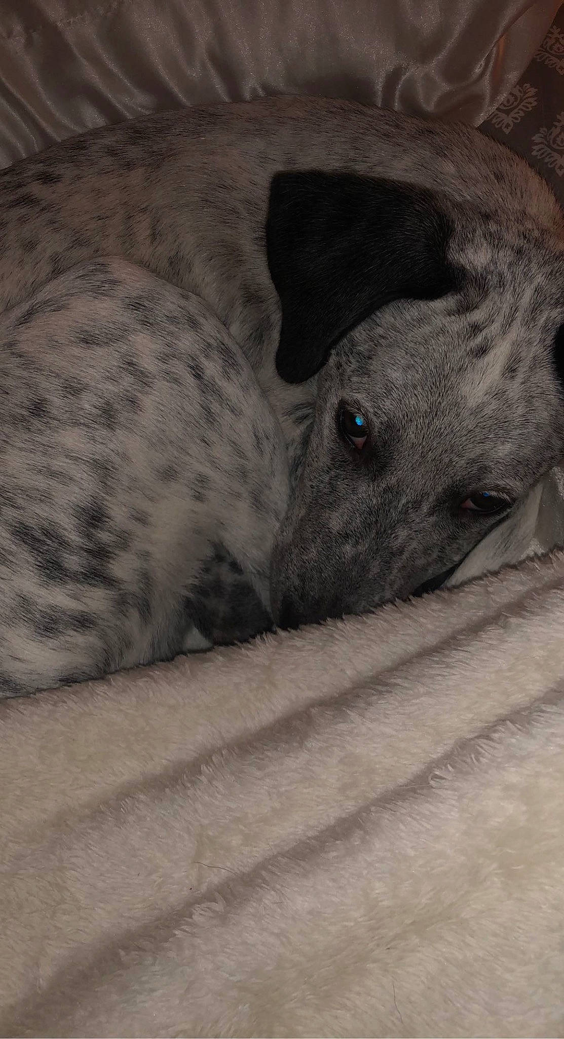 Baylor joined the competition — help win amazing prizes! canidae, carnivore, comfort, dog, dog_breed, fawn, felidae, fur, grey, hat, paw, rock, small_to_medium_sized_cats, snout, sporting_group, terrestrial_animal, toy_dog, tree, whiskers, working_animal