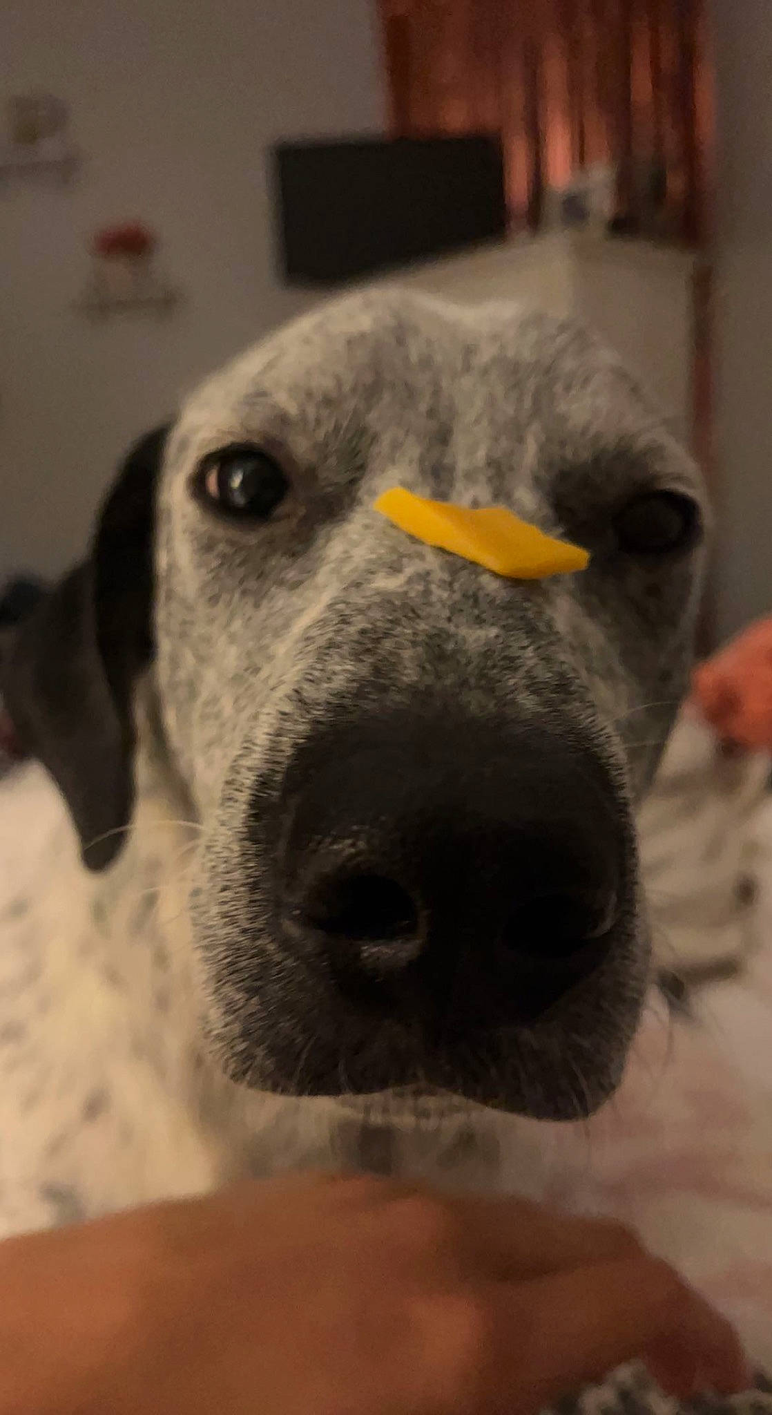 Baylor joined the competition — help win amazing prizes! canidae, carnivore, companion_dog, dog, dog_breed, ear, fawn, fur, grey, guard_dog, non_sporting_group, selfie, snout, sporting_group, terrestrial_animal, whiskers, working_animal