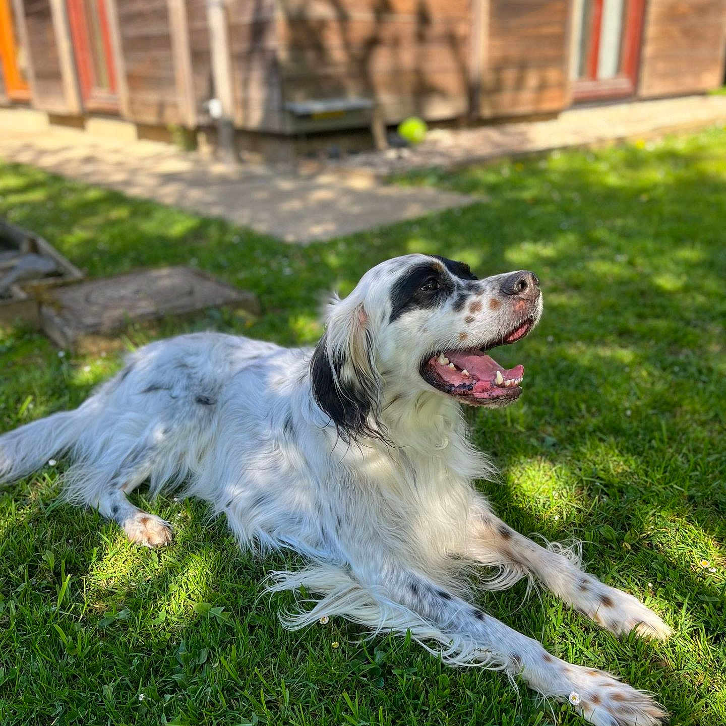 Runky participe au concours pour gagner de l'argent avec cette photo : black_spots, blurred_background, close_up, dog, domestic_animal, grass, happy, lawn, lying_down, nature, outdoor, panting, pet, portrait, shadow, summer, sunlight, tongue_out, white_fur, wooden_building