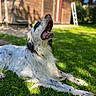 black_markings, close_up, collar, dog, grass, happy, house, lying_down, muzzle, outdoor, pet, portrait, relaxed, shadow, summer, sunlight, teeth, tongue, white_fur, yard