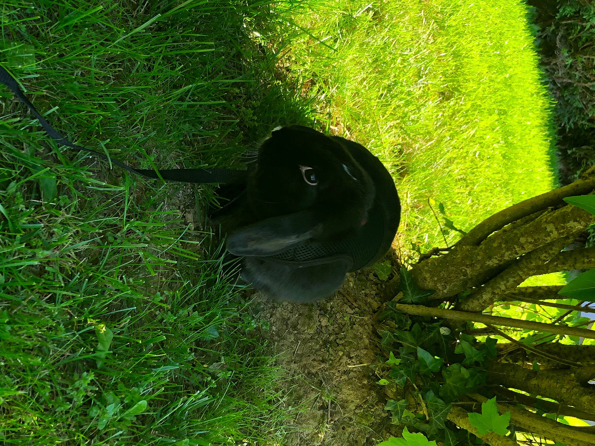 Pompom a rejoint le concours — aidez-le/la à gagner de superbes lots ! forest, grass, green, jungle, moss, nature_reserve, organism, plant