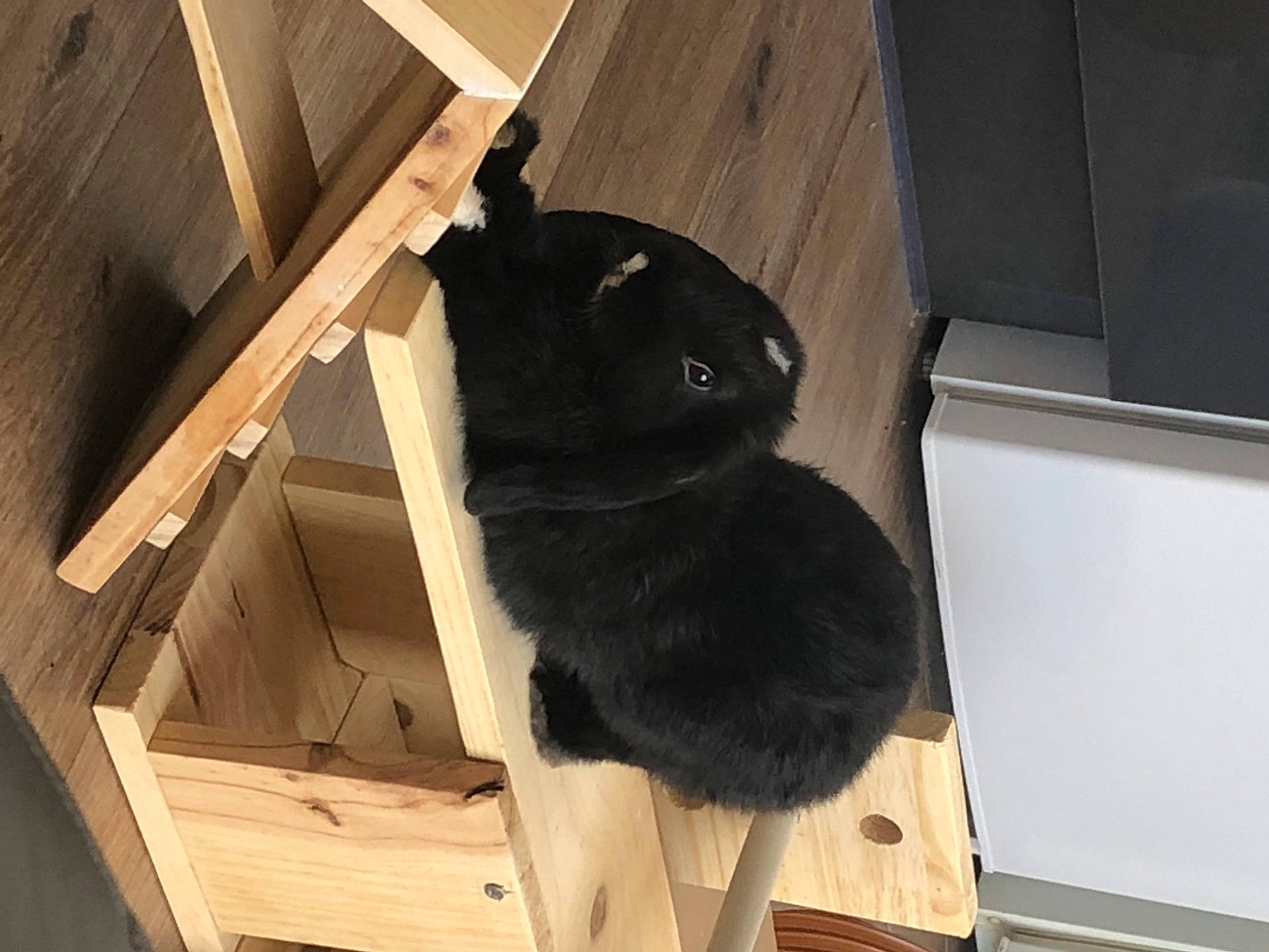 Pompom a rejoint le concours — aidez-le/la à gagner de superbes lots ! black_cat, carnivore, cat, felidae, small_to_medium_sized_cats, wood