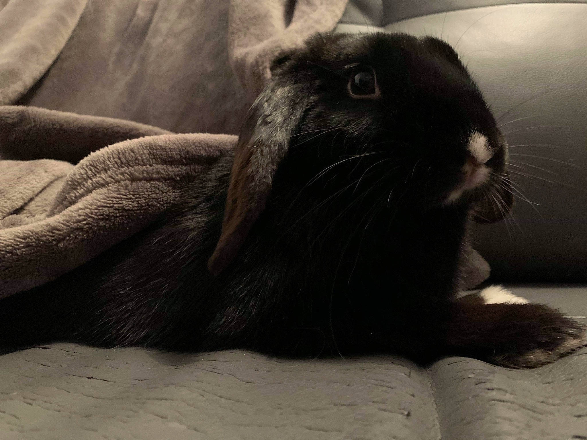 Pompom a rejoint le concours — aidez-le/la à gagner de superbes lots ! black, black_and_white, domestic_rabbit, fur, monochrome_photography, rabbit, rabbits_and_hares, snout, style, whiskers