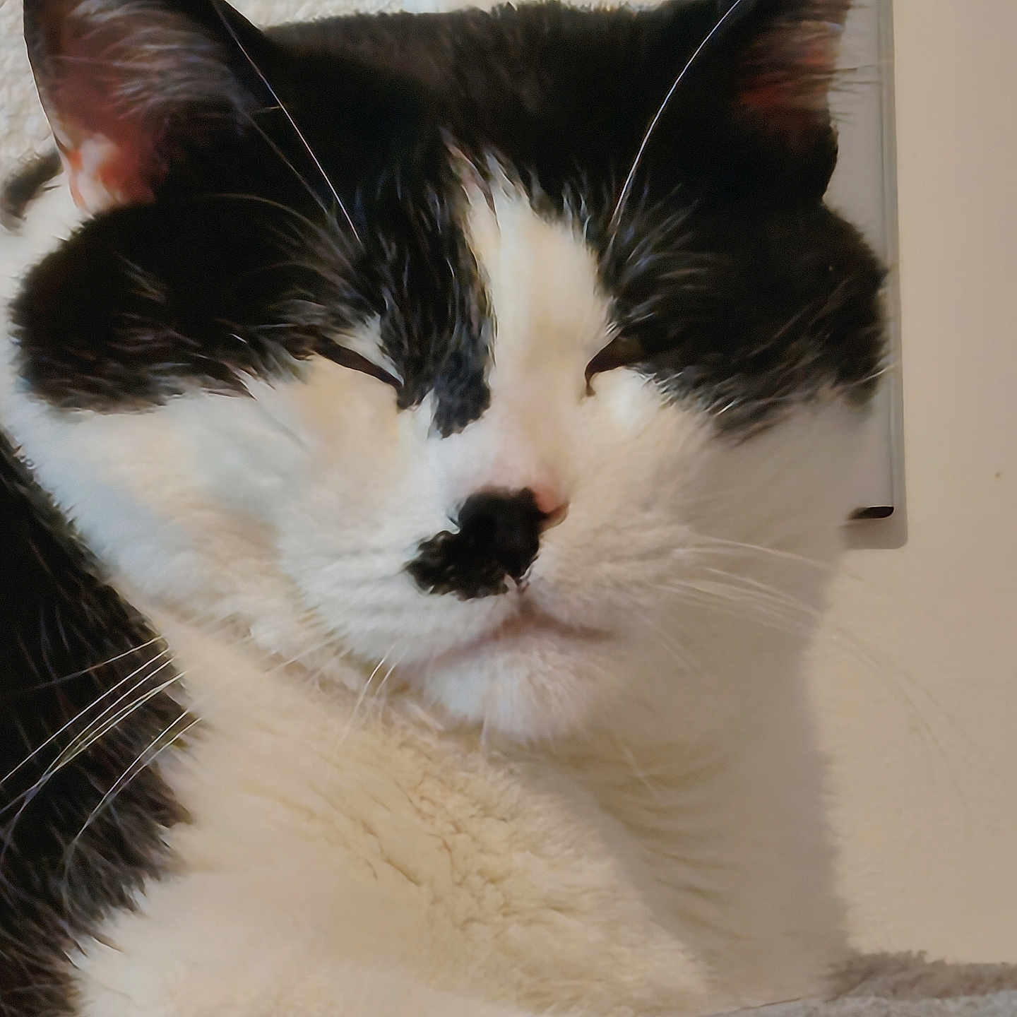 Tigrou