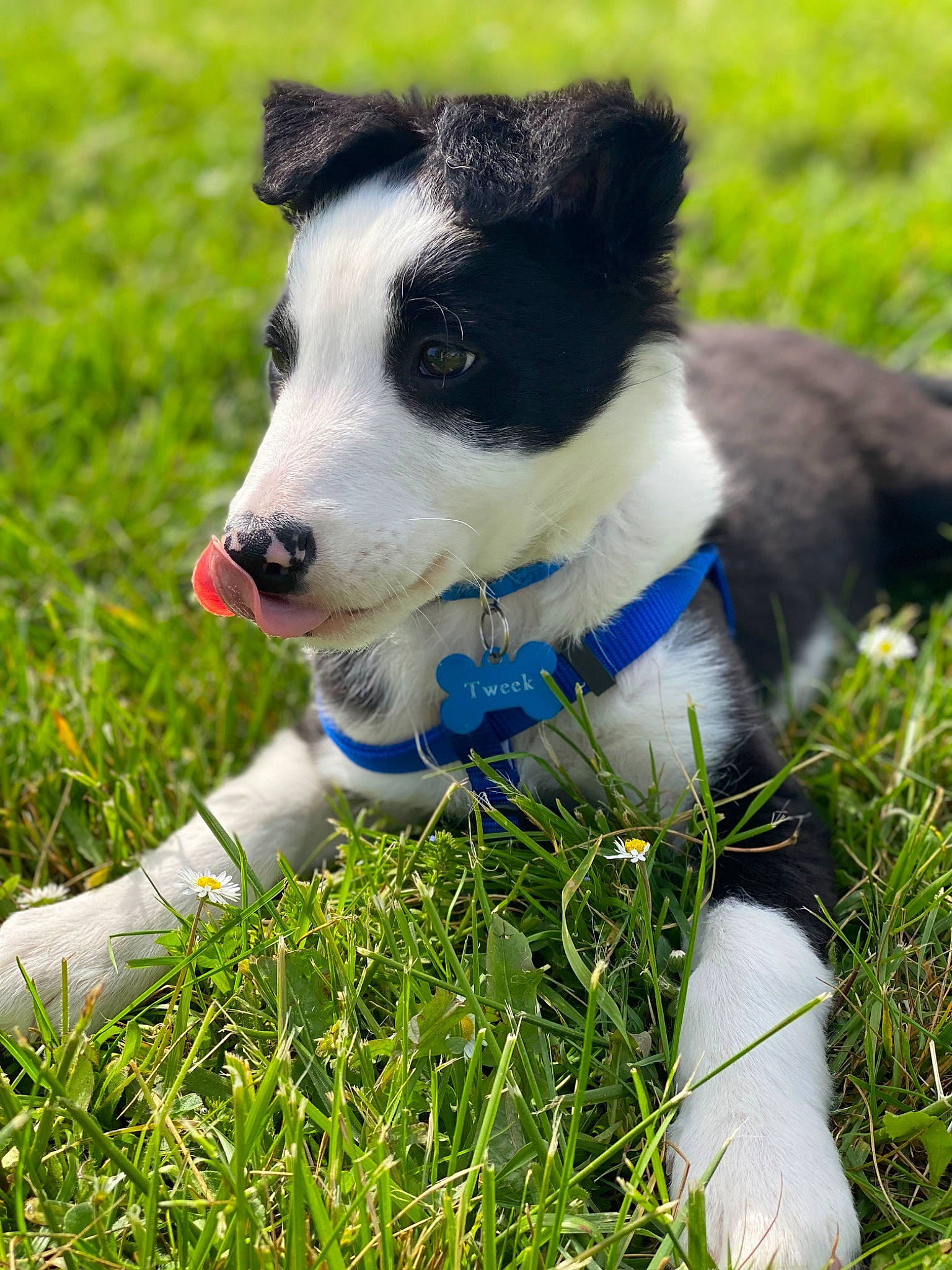 Tweek participe au concours pour gagner de l'argent avec cette photo : canidae, carnivore, collar, companion_dog, dog, dog_breed, dog_collar, dog_supply, electric_blue, grass, grassland, herding_dog, people_in_nature, plant, snout, sporting_group, tail, whiskers, working_animal, working_dog