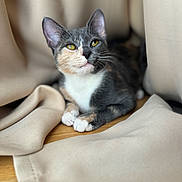 Bunny is registered to the contest to win money with this photo: cat, calico_cat, yellow_eyes, fur, paws, wooden_floor, fabric, beige, relaxed, pet, animal, indoor, closeup, cute, whiskers, soft_texture, resting, portrait, feline, cozy