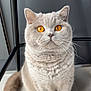 Tess a rejoint le concours — aidez-le/la à gagner de superbes lots ! cat, gray_cat, amber_eyes, fluffy, sitting, pet, indoor, fur, whiskers, tail, animal, cute, closeup, portrait, feline, domestic_cat, looking_up, soft_light, chair, floor