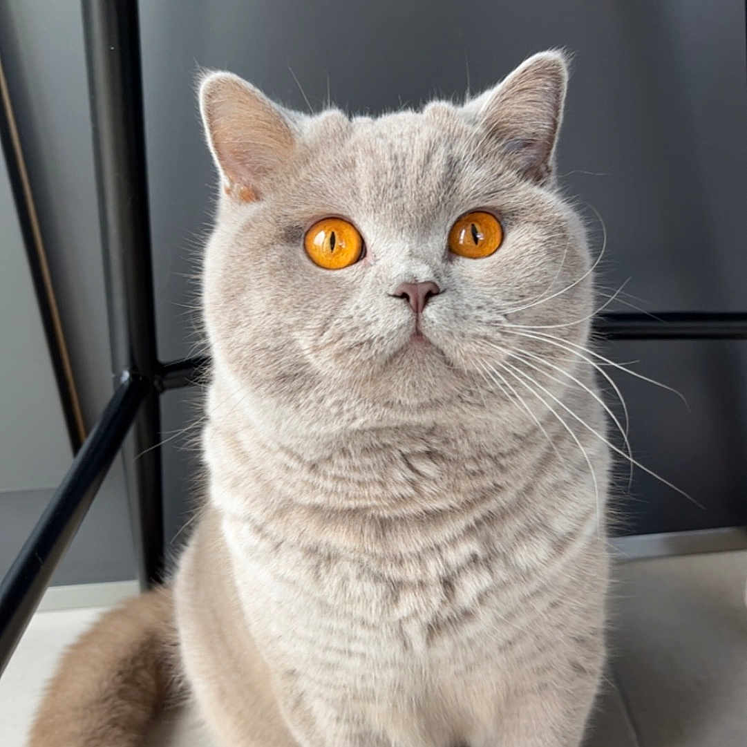 Tess a rejoint le concours — aidez-le/la à gagner de superbes lots ! amber_eyes, animal, cat, chair, closeup, cute, domestic_cat, feline, floor, fluffy, fur, gray_cat, indoor, looking_up, pet, portrait, sitting, soft_light, tail, whiskers