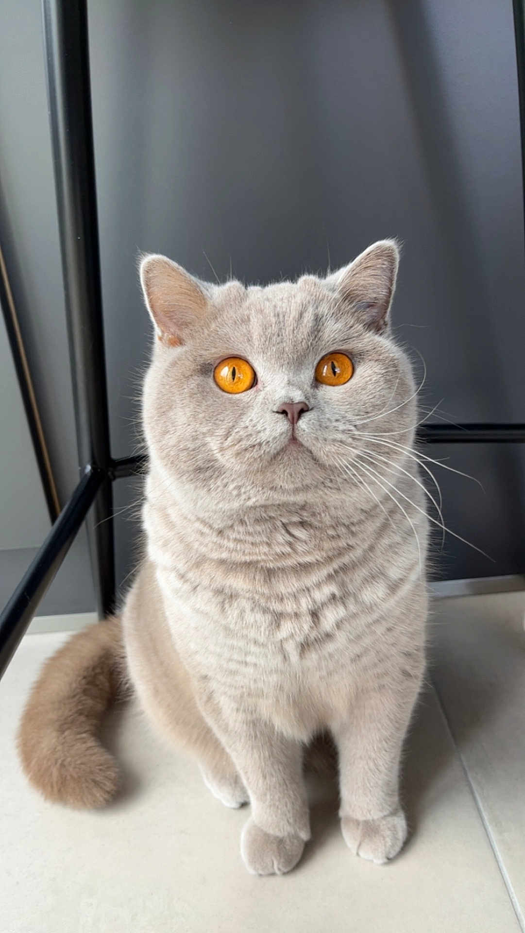 Tess a rejoint le concours — aidez-le/la à gagner de superbes lots ! cat, gray_cat, amber_eyes, fluffy, sitting, pet, indoor, fur, whiskers, tail, animal, cute, closeup, portrait, feline, domestic_cat, looking_up, soft_light, chair, floor