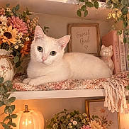 Baby is registered to the contest to win money with this photo: animal, books, bookshelf, cat, cat_figurine, cozy_decor, feline, floral_arrangement, flowers, fluffy, green_eyes, houseplants, indoors, lying_down, pet, pink_nose, pumpkin, sitting, trailing_vines, white_cat