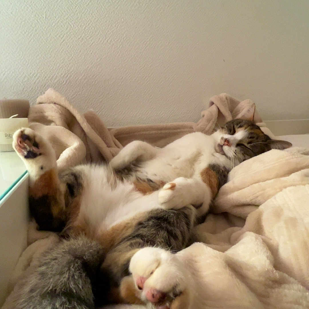 Chipie a rejoint le concours — aidez-le/la à gagner de superbes lots ! abyssinian, animal, architecture, bed, building, canine, cat, couch, dog, furniture, husky, indoors, kitten, livingroom, manx, person, pet, siamese, sleeping, wood