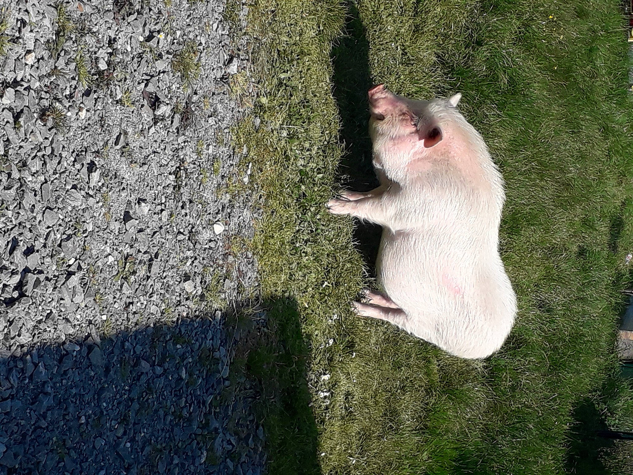 Bob participe au concours pour gagner de l'argent avec cette photo : adaptation, grass, plant, snout, tail, tree, trunk