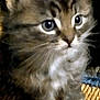 adorable, animal, cat, closeup, curious, cute, domestic, eyes, feline, fur, indoor, kitten, mammal, paws, pet, small, texture, whiskers, woven, young