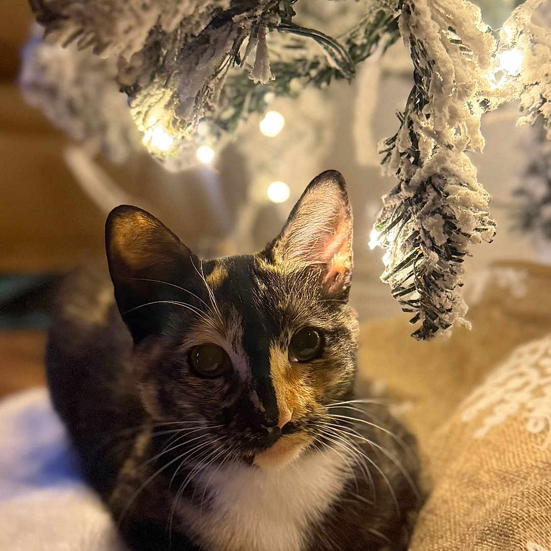 Pumpkin is registered to the contest to win money with this photo: animal, blanket, cat, christmas_lights, closeup, cozy, curious, cute, decor, feline, fur, holiday, indoor, pet, pine_branch, relaxing, snow, soft_texture, warm_light, whiskers